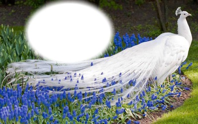 Oiseau-paon blanc-fleurs bleues
