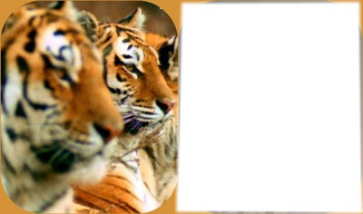 twàà avec des tigre Fotomontage
