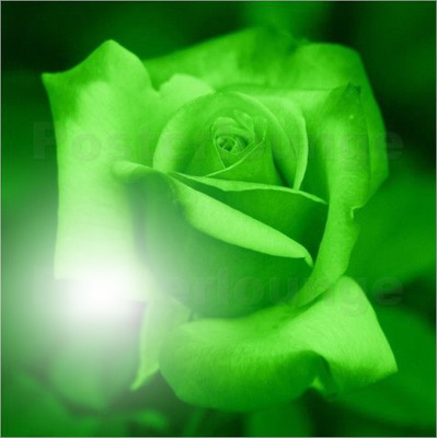 ROSA GREEN Montaje fotografico