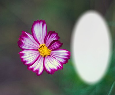Nature - fleur - imperfection Fotomontaż