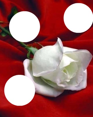 rose blanche Фотомонтажа