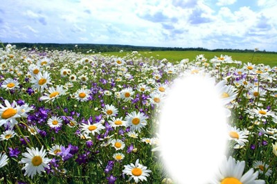 daisy field Photo frame effect