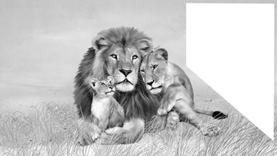 famille lion Фотомонтажа