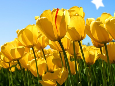 tulipe Fotomontasje