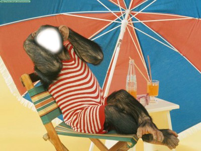 mono en playa Montaje fotografico
