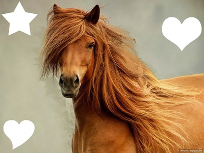 love horse Photo frame effect