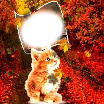 Chat automne Photo frame effect