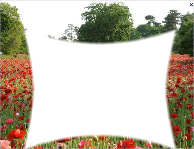 Coquelicots Photo frame effect