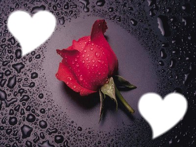 la rose de l'amour Fotomontaggio