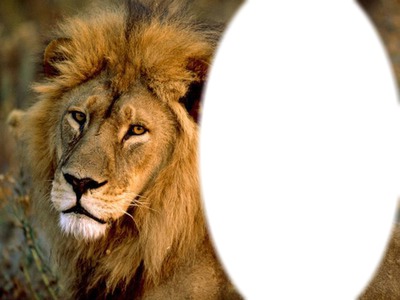 force du lion Fotomontage
