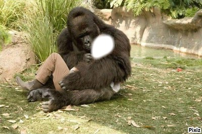 gorille Fotomontasje