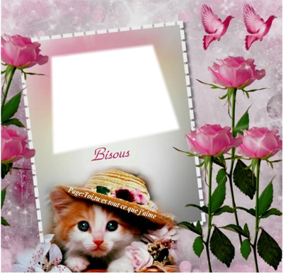 cadre chat Photo frame effect