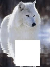 loup blanc Fotomontaggio