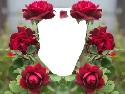 renewilly 6 rosas Fotomontáž