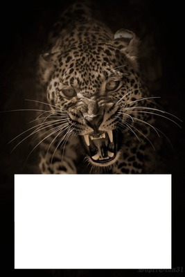 Tiger Photo frame effect