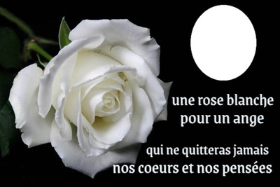 rose blanche フォトモンタージュ