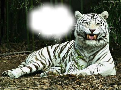 tigre1 Photo frame effect