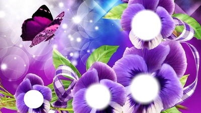 purple orchids Photo frame effect