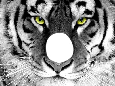 tiger Fotomontage