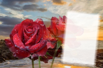 roses Fotomontáž
