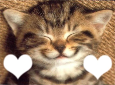 Chat sourire Montage photo
