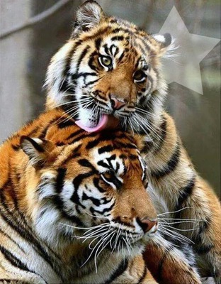 aux milieux des tigres Fotomontage