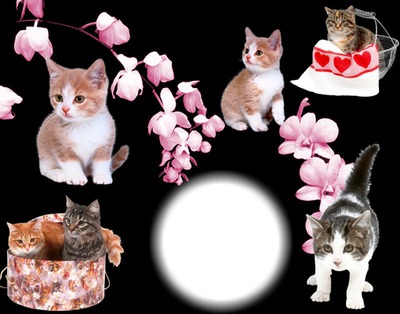 Chatons Montage photo