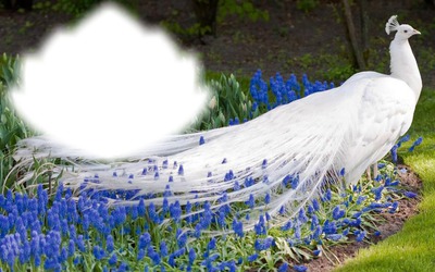 Oiseau-paon blanc-fleurs bleues Фотомонтажа