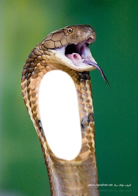 snake 2 Fotomontaggio