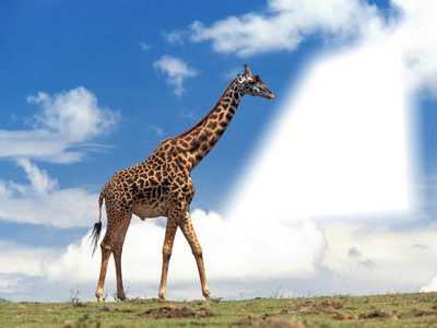 Giraffe Fotomontāža