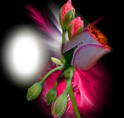 Rose rouge Montaje fotografico