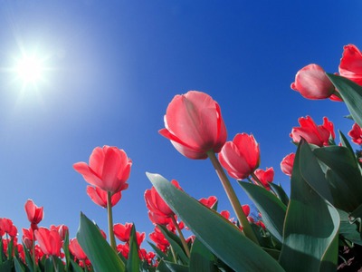 tulipan Fotomontaż
