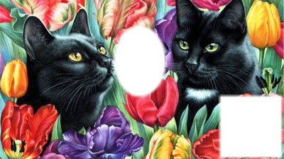 black cats Fotomontaż