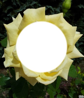 rose jaune 2 Fotomontagem