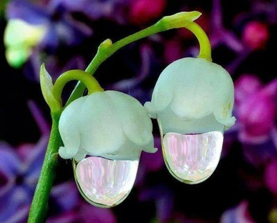 orquidea Valokuvamontaasi