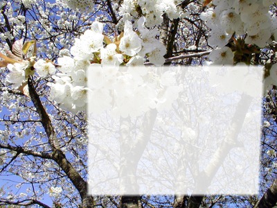 cerisier en fleurs Фотомонтажа