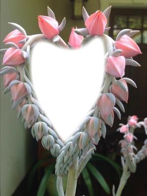 Cc flores corazón Valokuvamontaasi