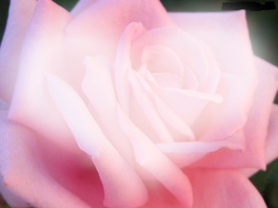 rosa Photo frame effect