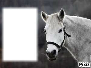 cheval blanc Fotomontagem