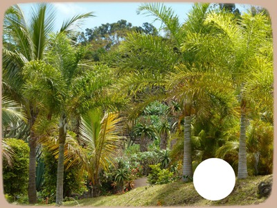 palmier Montaje fotografico