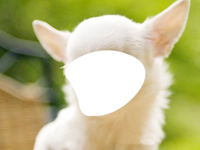 Chihuahua Fotomontaż