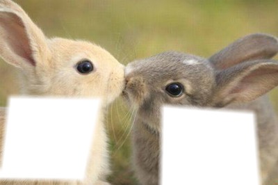 Amor de conejos. Montaje fotografico
