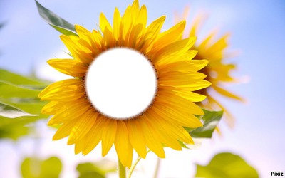 Sunflowers Photo frame effect