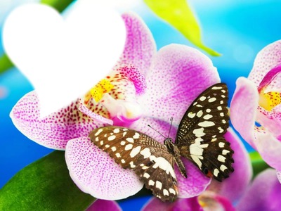 Beautiful Butterfly Photomontage