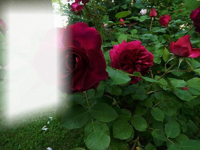 Jardin de Roses rouge Montaje fotografico