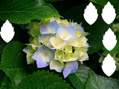 capa de flores de folha Photo frame effect