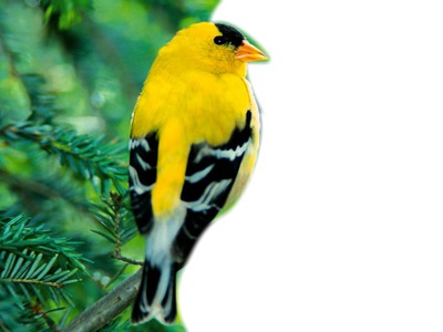 oiseau canari Montaje fotografico