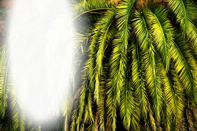 Palms Fotomontage