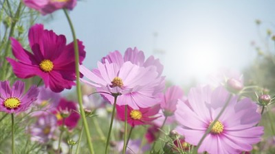fleur Montaje fotografico
