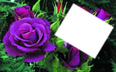 purple rose Photomontage